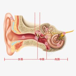 人耳朵内部构造素材