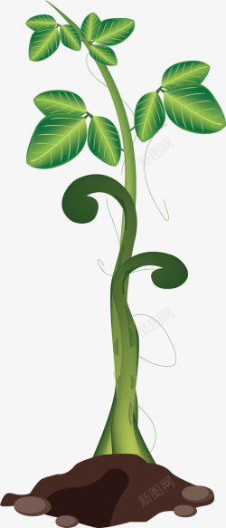 生长豆茎绿色反光豆茎高清图片
