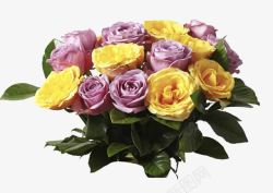 黄花束黄紫色玫瑰装饰花束高清图片