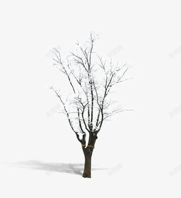 雪下的小树png免抠素材_88icon https://88icon.com 树 树木 雪下的树 雪中的树 雪树