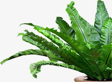 绿色清新植物美景png免抠素材_88icon https://88icon.com 植物 清新 绿色 美景