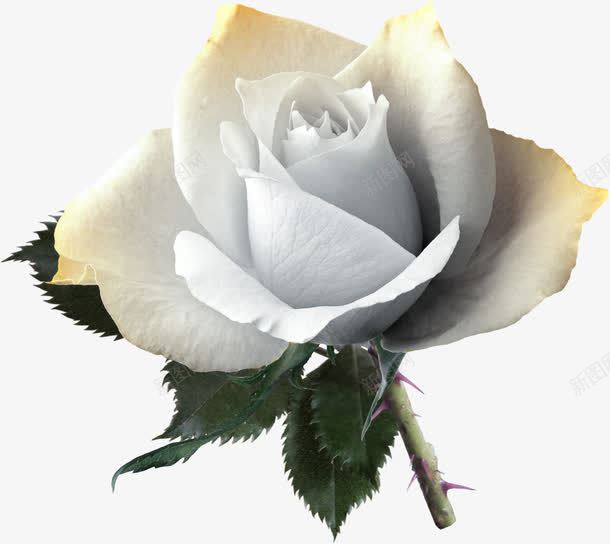白玫瑰花png免抠素材_88icon https://88icon.com 植物 玫瑰花 白玫瑰 白色花朵