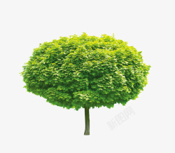 绿色的树素材