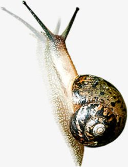 蜗牛爬行可爱手绘动物素材
