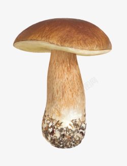 一颗蘑菇素材