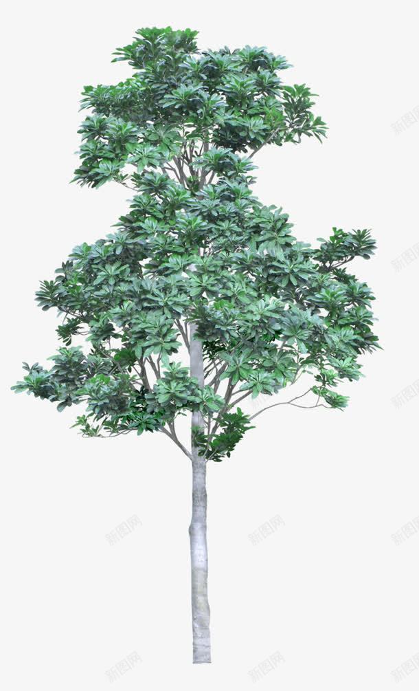 绿色树木景观装饰图案png免抠素材_88icon https://88icon.com 免抠PNG 园林 景观 树木 植物 绿色 装饰图案