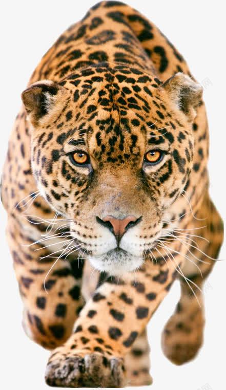 豹png免抠素材_88icon https://88icon.com 保护动物 动物 豹 野生保护动物