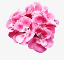 抽象花朵花束粉色唯素材