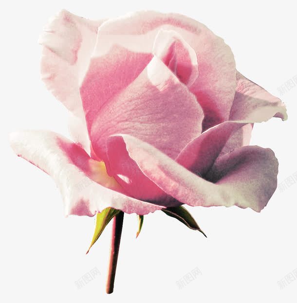 一支粉色的花png免抠素材_88icon https://88icon.com 枝干 白色 粉色 绿叶 花朵