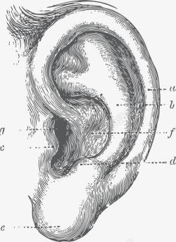 人类耳朵听觉器官素材