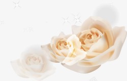 白色玫瑰花矢量图素材