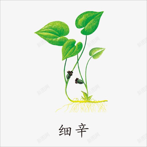 细辛png免抠素材_88icon https://88icon.com 中药 本草纲目 草药 药材