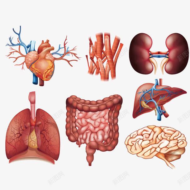 卡通人体内脏器官png免抠素材_88icon https://88icon.com 人体内脏器官 内脏 内脏图 卡通 器官