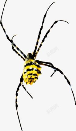 黄色八爪蜘蛛素材