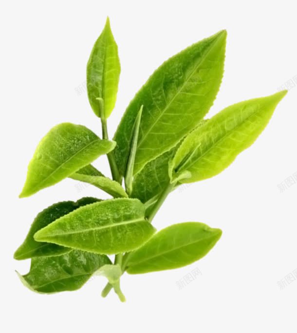 绿色植物新芽装饰图案png免抠素材_88icon https://88icon.com 免抠PNG 新芽 植物 绿色 装饰图案