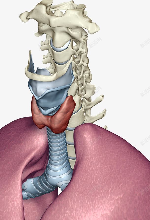 人体喉咙器官png免抠素材_88icon https://88icon.com 喉咙 气管 甲状腺 脊椎骨