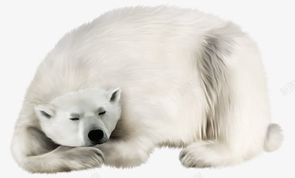 手绘睡觉的北极熊png免抠素材_88icon https://88icon.com 动物 北极熊 手绘 白色