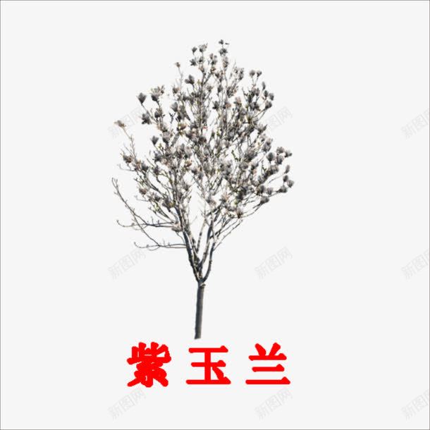 紫玉兰png免抠素材_88icon https://88icon.com 小树 植物