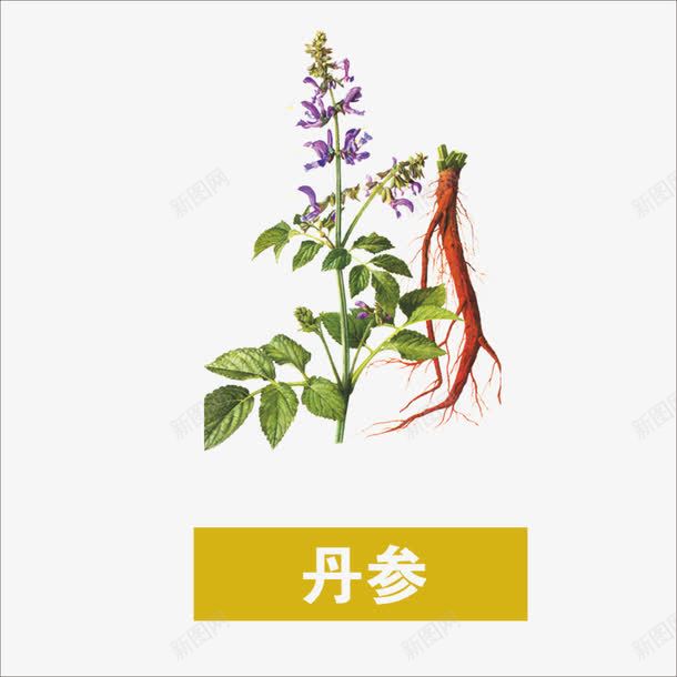 草药png免抠素材_88icon https://88icon.com 中药 丹参 本草纲目 药材