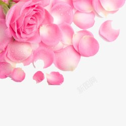 透明粉色玫瑰花瓣素材
