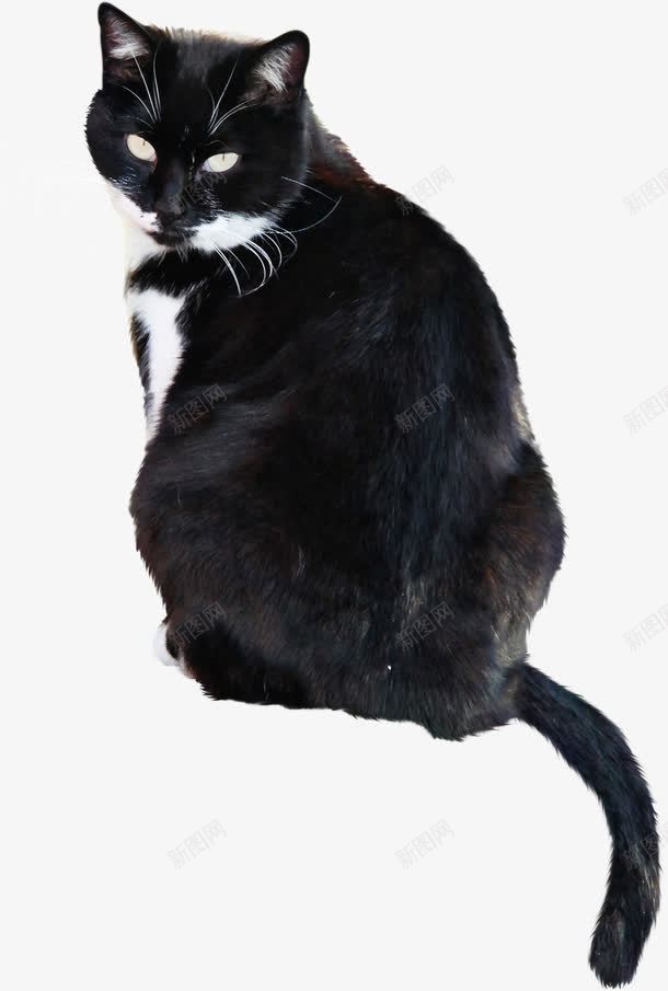 西方不详黑猫png免抠素材_88icon https://88icon.com 动物 装饰 西方 黑猫