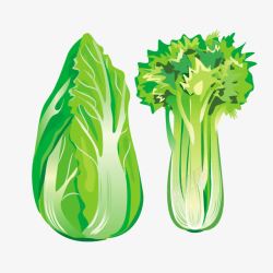 新鲜绿色蔬菜白菜素材