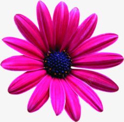 紫色手绘花朵唯美美景装饰素材