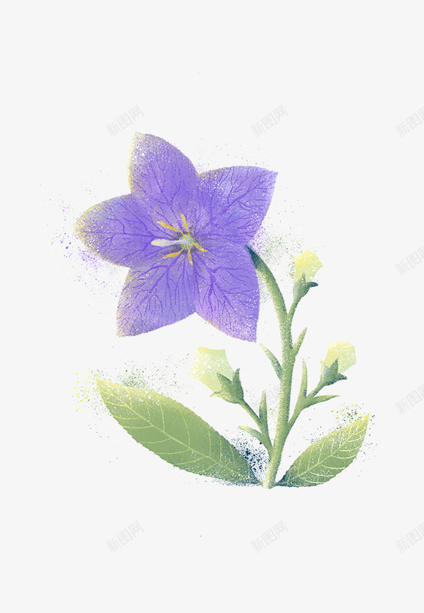 手绘鲜花花卉png免抠素材_88icon https://88icon.com 卡通 手绘 手绘插画 插画素材 水彩 紫色花朵 花卉