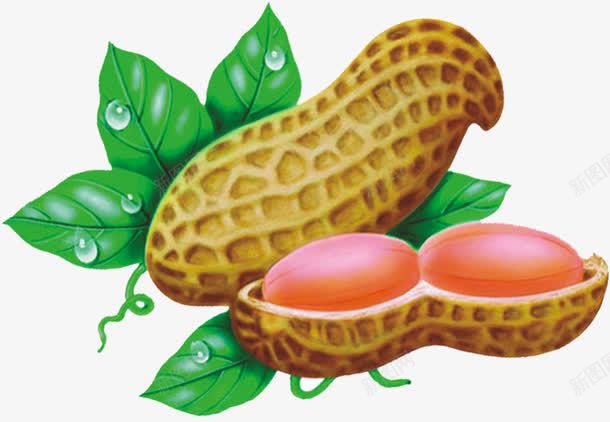 卡通png免抠素材_88icon https://88icon.com 卡通 叶子 花生 花生米