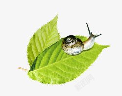 蜗牛爬行的蜗牛绿叶子素材