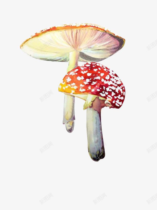 两朵蘑菇png免抠素材_88icon https://88icon.com 卡通 手绘 白色的 简图 红色的 蔬菜 蘑菇