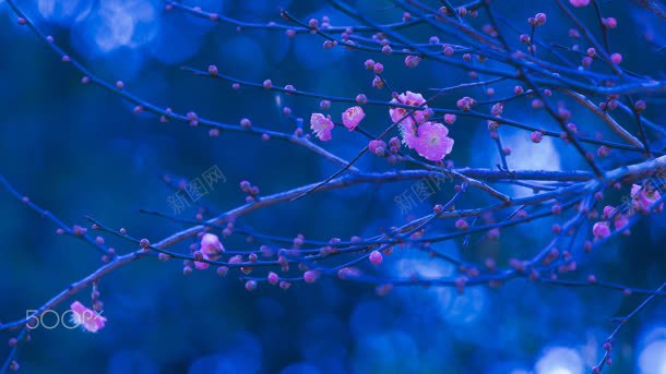 蓝色夜景粉色花朵jpg设计背景_88icon https://88icon.com 夜景 粉色 花朵 蓝色