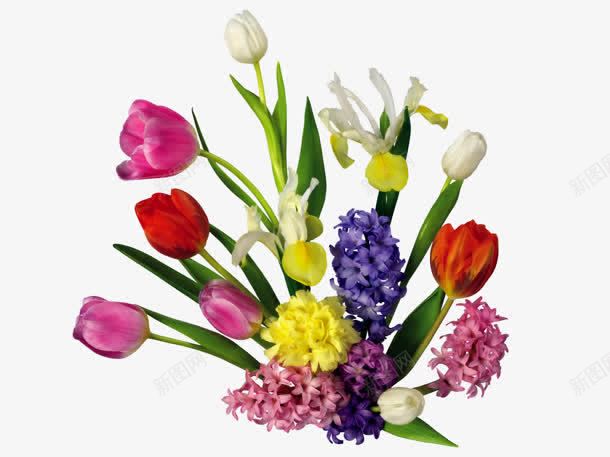 彩色郁金香花丛png免抠素材_88icon https://88icon.com 彩色 花丛 郁金香