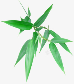 绿色清新竹叶装饰图案素材