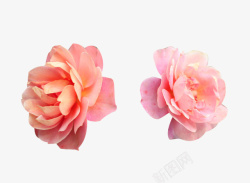 两色法兰西玫瑰素材