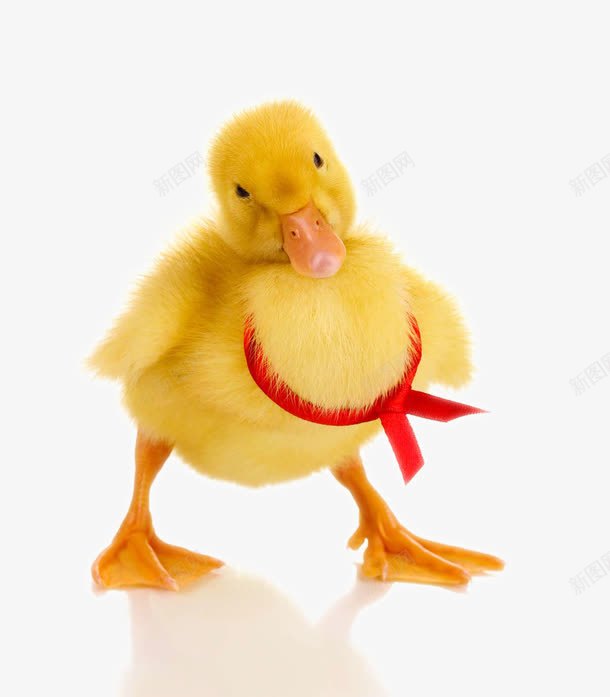 可爱的黄色鸭子png免抠素材_88icon https://88icon.com 动物 动物世界 动物摄影 可爱的鸭子 可爱的黄色鸭子 图片 图片素材 幼崽图片鸭子 幼崽小鸭子 陆地动物