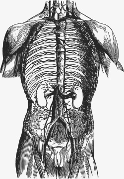 身体躯干卡通手绘人体内脏高清图片