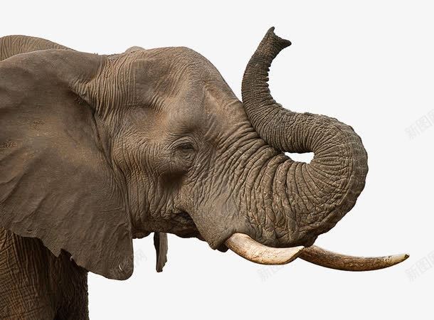 挠痒痒的幼年非洲象png免抠素材_88icon https://88icon.com 动物 幼年 挠痒痒 褐色 非洲象