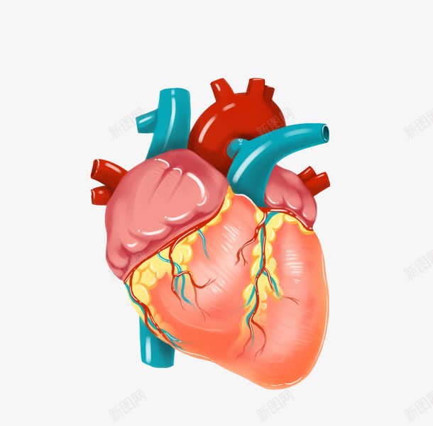人体器官心脏图png免抠素材_88icon https://88icon.com 人体器官 卡通手绘 心 心脏 粉色 绿色 血液 血管 血管图案