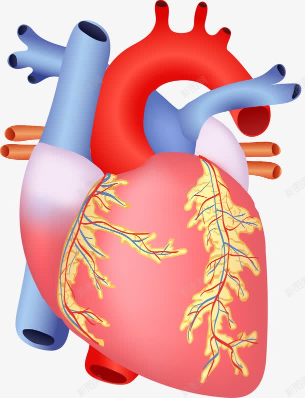 人体心脏png免抠素材_88icon https://88icon.com 人体器官研究 医学 心脏 装饰