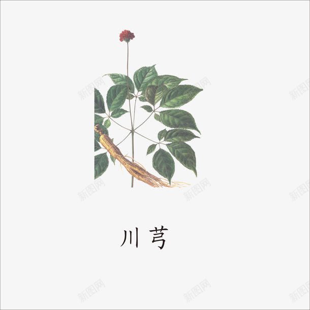 川芎png免抠素材_88icon https://88icon.com 中药 本草纲目 草药 药材