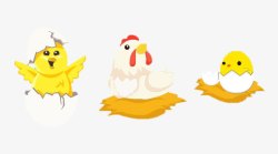 破壳而出的小鸡素材