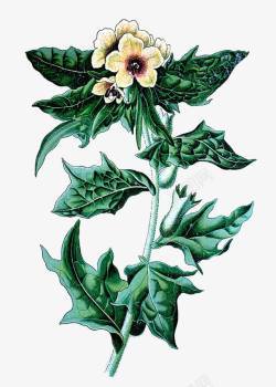 虎耳草属植物插画茄属植物手绘高清图片