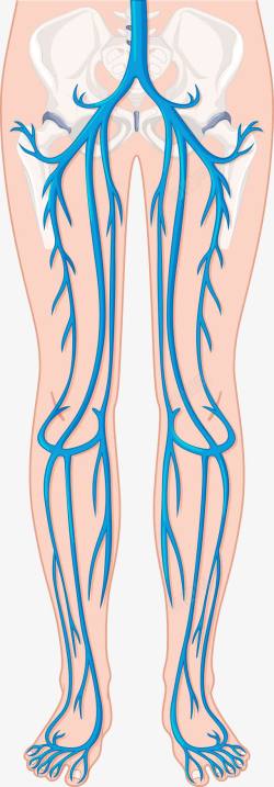 人体腿部血管素材