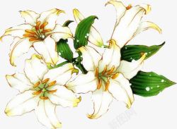 白色花朵手绘喇叭花素材