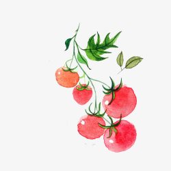 小清新简约水彩手绘一串西红柿素材