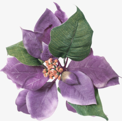 实物紫色树叶小花素材