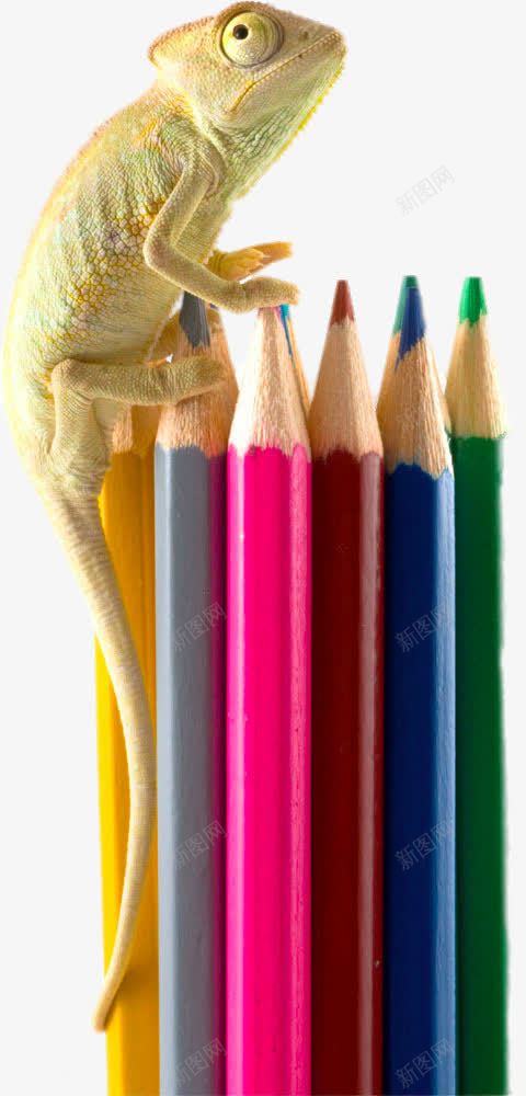 创意趴在铅笔上的蜥蜴png免抠素材_88icon https://88icon.com png图片 书写 免费png 免费png元素 创意趴在铅笔上的蜥蜴 教育