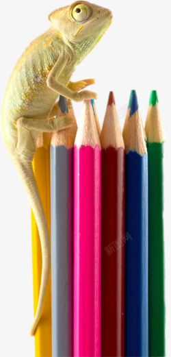 创意趴在铅笔上的蜥蜴创意趴在铅笔上的蜥蜴高清图片