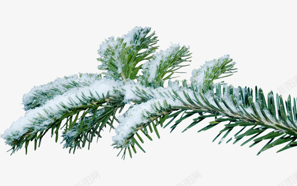 雪落在树枝上png免抠素材_88icon https://88icon.com 树枝上的雪 雪落在树枝上素材